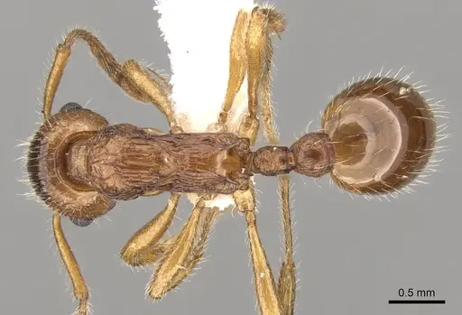 Myrmica fortior specimen