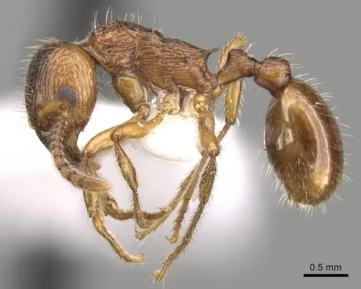 Myrmica fortior specimen