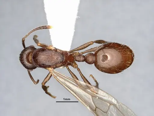 Myrmica fortior - CASENT0884252