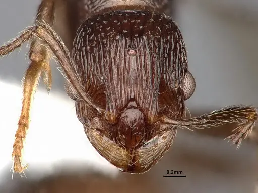 Myrmica fortior - CASENT0884252