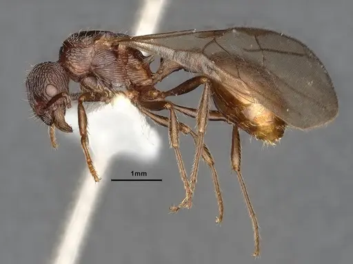 Myrmica fortior - CASENT0884252