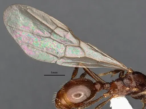 Myrmica fortior - CASENT0884252