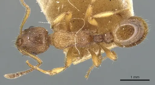 Myrmica fortior - CASENT0904090