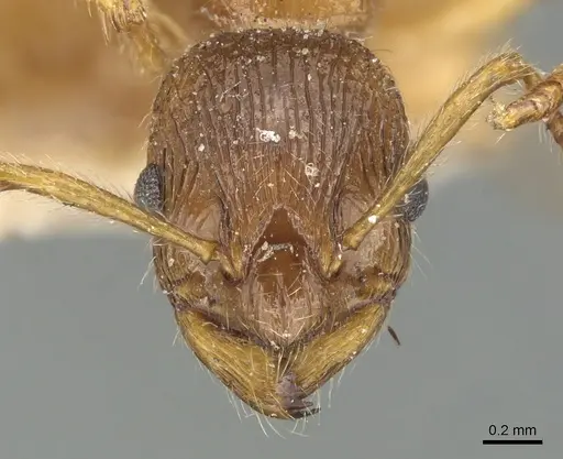Myrmica fortior - CASENT0904090
