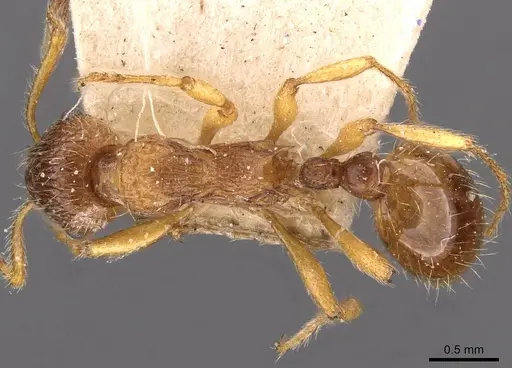 Myrmica fortior - CASENT0907658