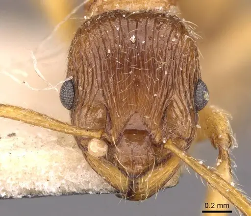 Myrmica fortior - CASENT0907658