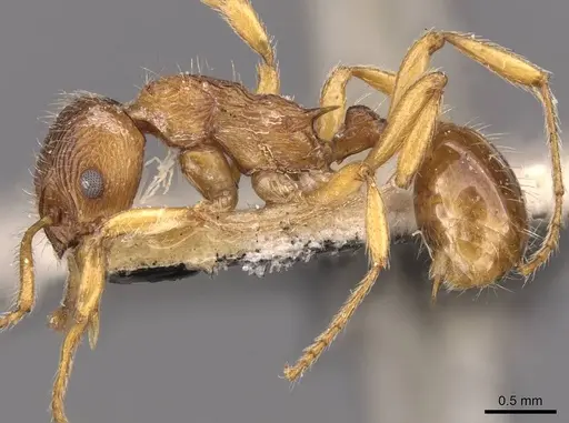 Myrmica fortior - CASENT0907658