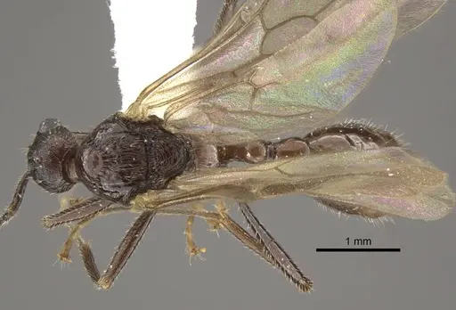 Myrmica fortior - CASENT0917710