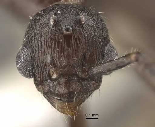 Myrmica fortior - CASENT0917710