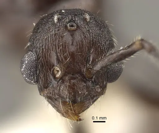 Myrmica fortior - CASENT0917710