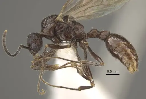 Myrmica fortior - CASENT0917710