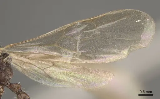 Myrmica fortior - CASENT0917710