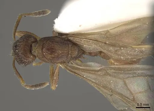 Myrmica fortior - CASENT0917711