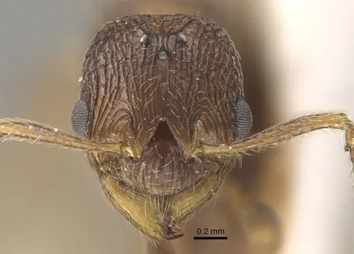 Myrmica fortior - CASENT0917711