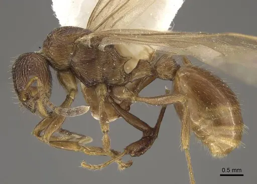 Myrmica fortior - CASENT0917711