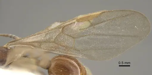 Myrmica fortior - CASENT0917711