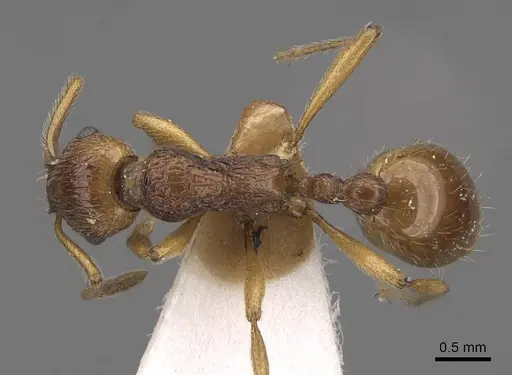 Myrmica fortior - CASENT0922788