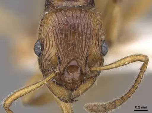 Myrmica fortior - CASENT0922788