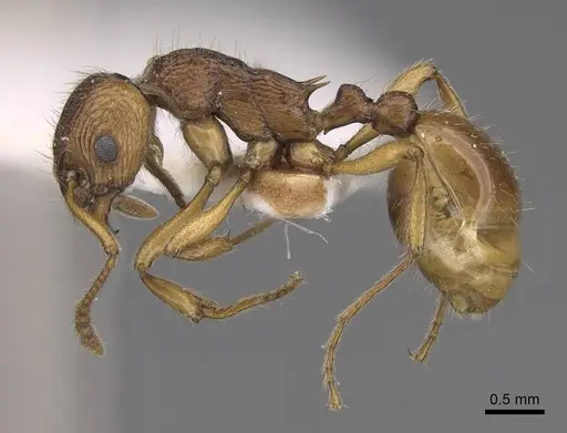 Myrmica fortior - CASENT0922788