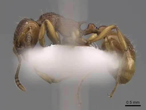 Myrmica fortior - CASENT0922788
