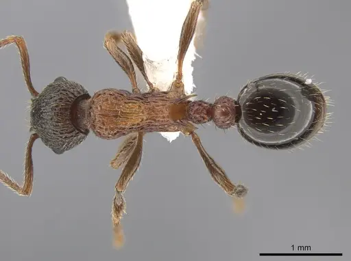 Myrmica fracticornis specimen