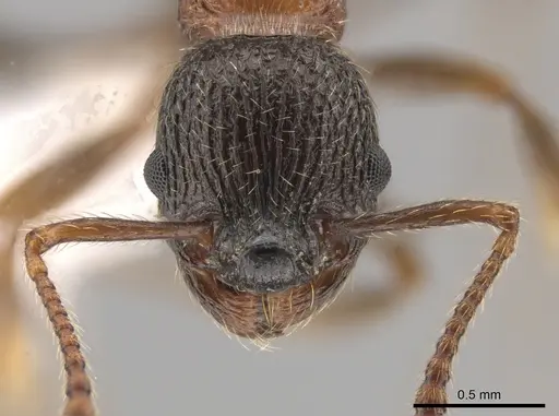 Myrmica fracticornis specimen