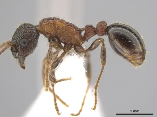 Myrmica fracticornis specimen