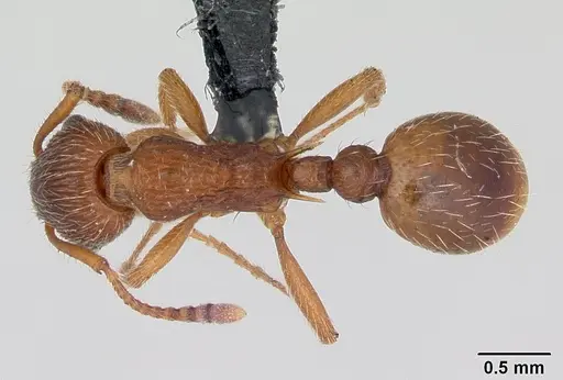 Myrmica gallienii specimen