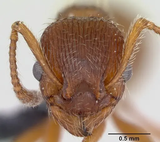 Myrmica gallienii specimen