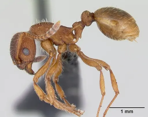 Myrmica gallienii specimen