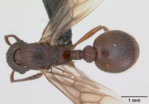 Myrmica gallienii - CASENT0172722