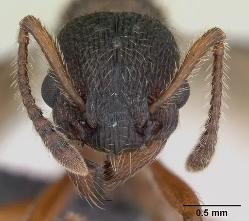 Myrmica gallienii - CASENT0172722