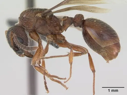 Myrmica gallienii - CASENT0172722