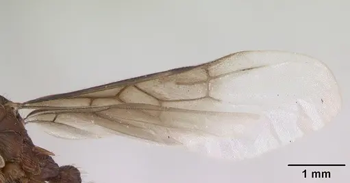 Myrmica gallienii - CASENT0172722