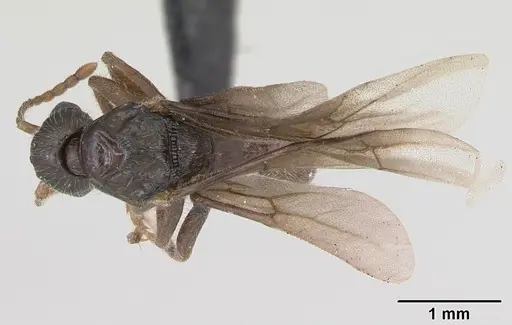 Myrmica gallienii - CASENT0172723