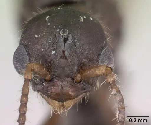 Myrmica gallienii - CASENT0172723