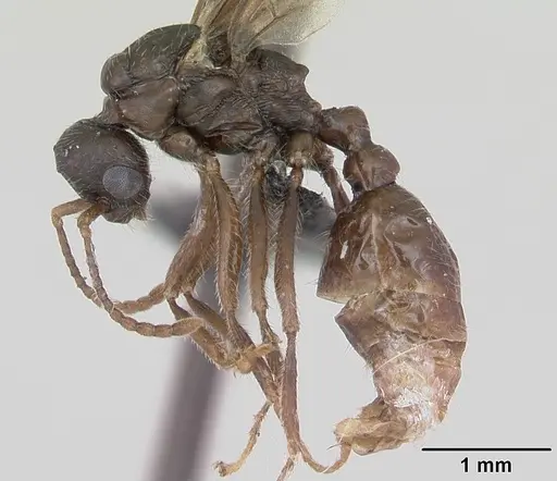 Myrmica gallienii - CASENT0172723