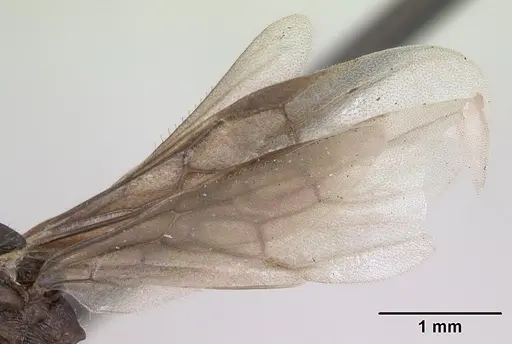 Myrmica gallienii - CASENT0172723