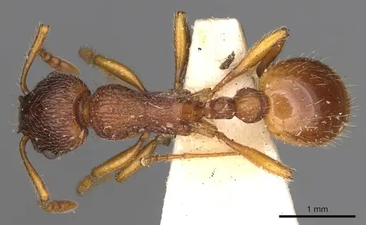 Myrmica gallienii - CASENT0900287