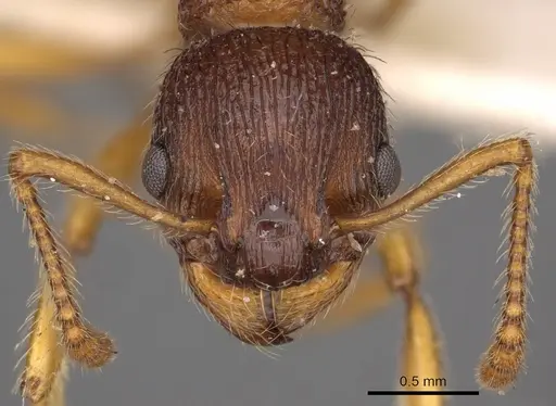 Myrmica gallienii - CASENT0900287