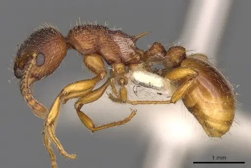 Myrmica gallienii - CASENT0900287