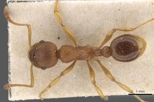 Myrmica gallienii - CASENT0907622