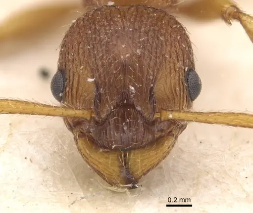 Myrmica gallienii - CASENT0907622