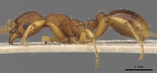 Myrmica gallienii - CASENT0907622