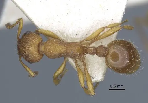Myrmica gallienii - CASENT0916883