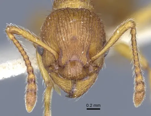 Myrmica gallienii - CASENT0916883