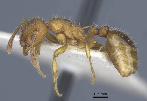 Myrmica gallienii - CASENT0916883