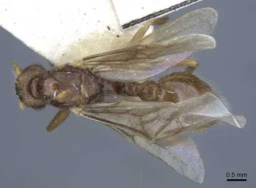 Myrmica gallienii - CASENT0916884