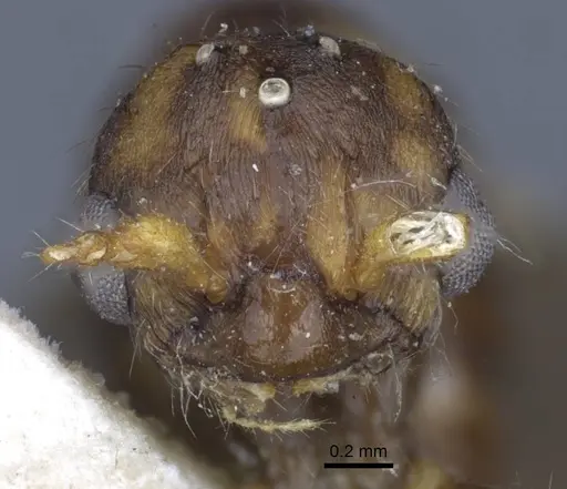 Myrmica gallienii - CASENT0916884