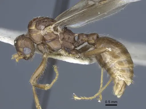 Myrmica gallienii - CASENT0916884